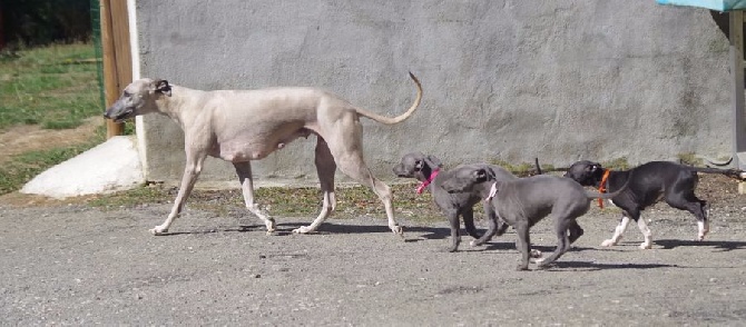 Des Petits Princes D'amour - Les BB de Gweny et de "Prince"