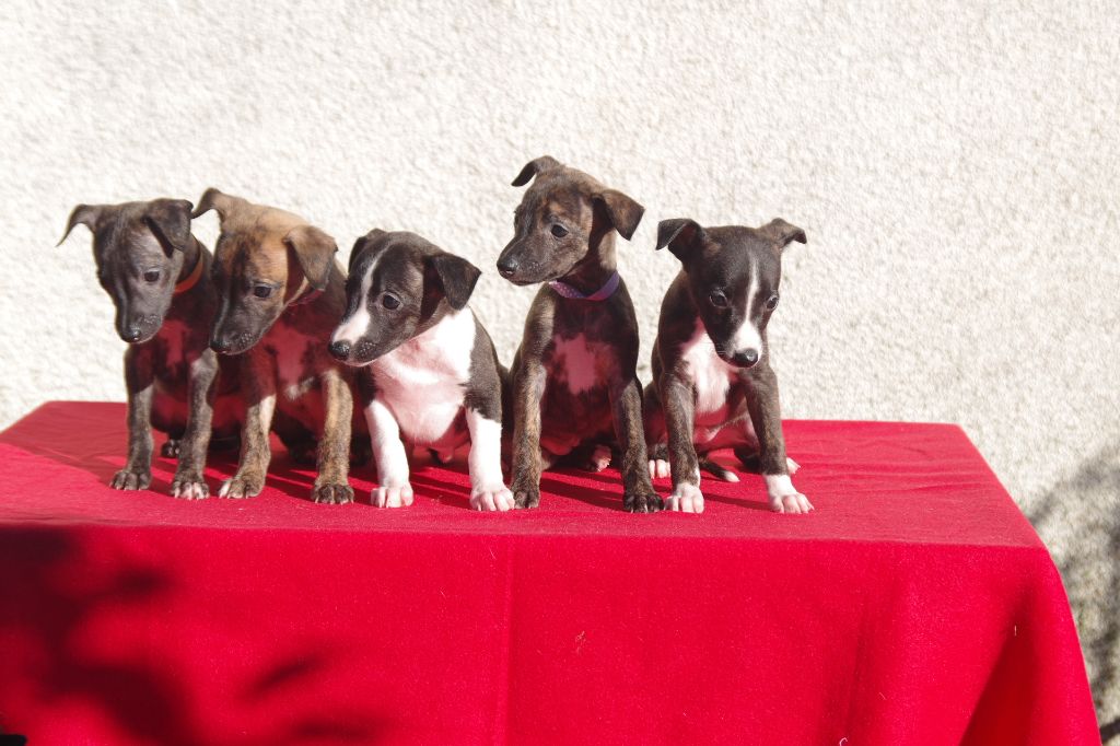 Des Petits Princes D'amour - les BB de Shine et Tim