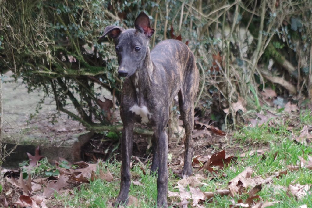 Des Petits Princes D'amour - Chiots disponibles - Whippet