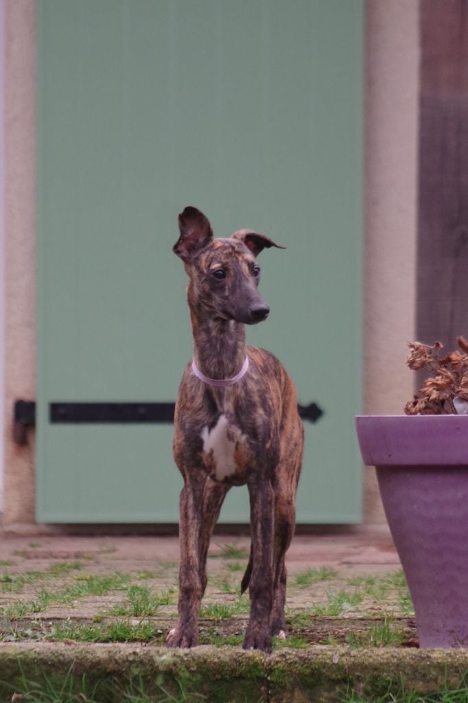 Des Petits Princes D'amour - Chiots disponibles - Whippet