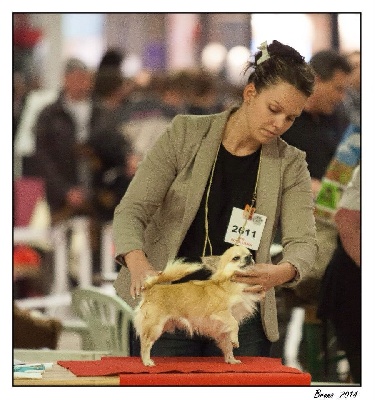 Du Haut De Montfort - Résultats du Paris Dog Show 2014