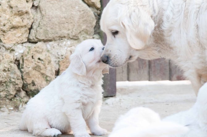 12-3-16 vidéo des chiots suite