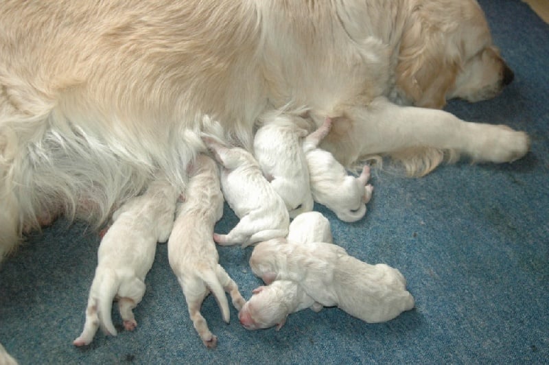 Chiot Golden Retriever Des Glycines Enchantées