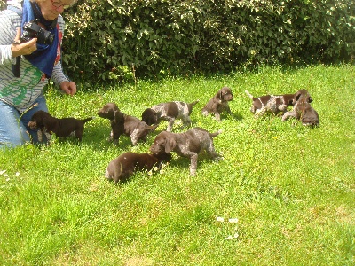 De La Vallee De L'aber Wrach - Les chiots profitent du soleil