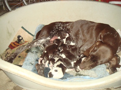 De La Vallee De L'aber Wrach - naissance des chiots