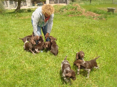 De La Vallee De L'aber Wrach - les chiots ont 8 semaines