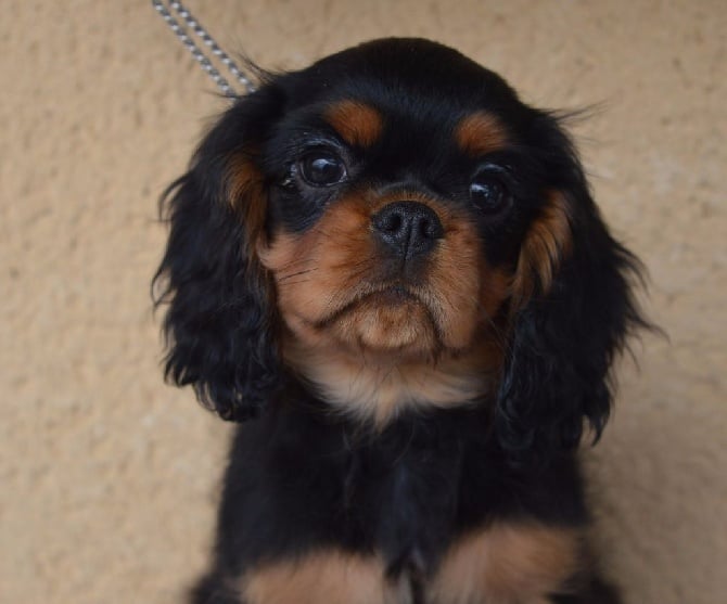 De nouveaux chiots disponibles