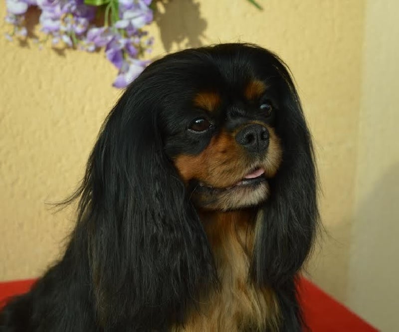 Turretbank - Cavalier King Charles Spaniel - Portée née le 05/11/2014