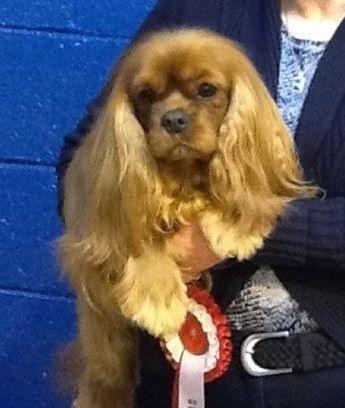 Turretbank - Cavalier King Charles Spaniel - Portée née le 15/11/2014