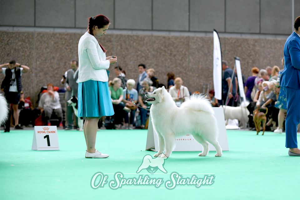 of Sparkling Starlight - championnat du club CFCNSJ samoyede