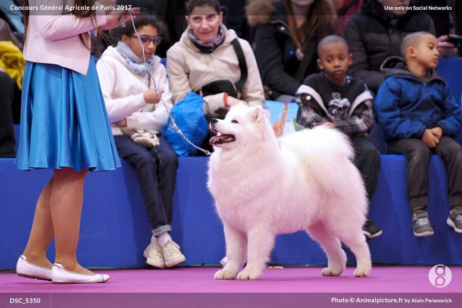 of Sparkling Starlight - salon de l agriculture 2016