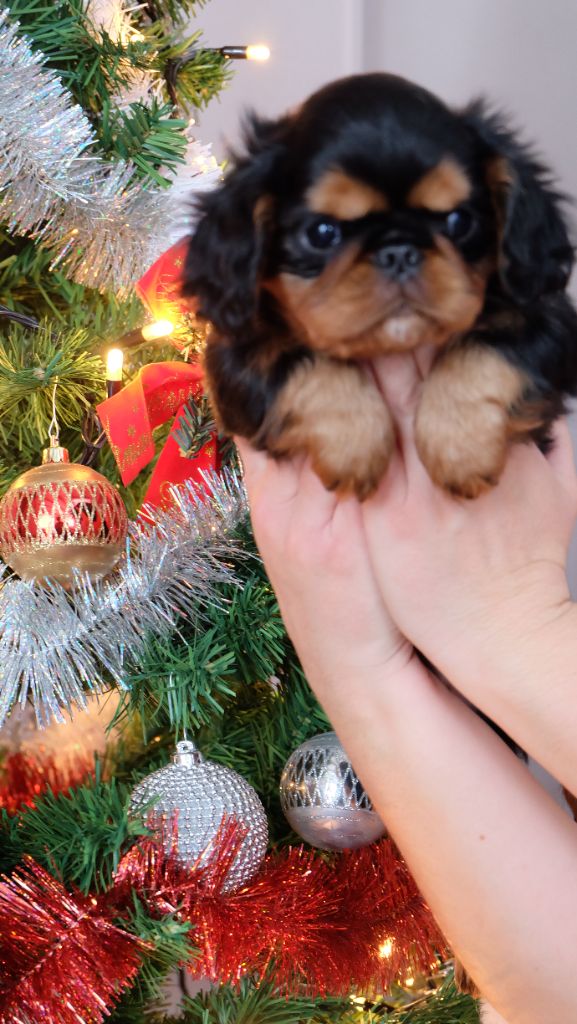 Chiot King Charles Spaniel Des Rochers D'agerna