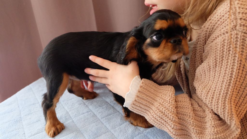 Des Rochers D'agerna - Chiots disponibles - King Charles Spaniel