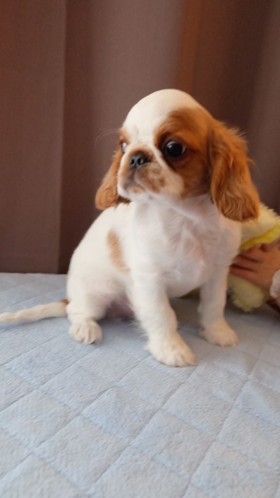 Des Rochers D'agerna - Chiots disponibles - King Charles Spaniel