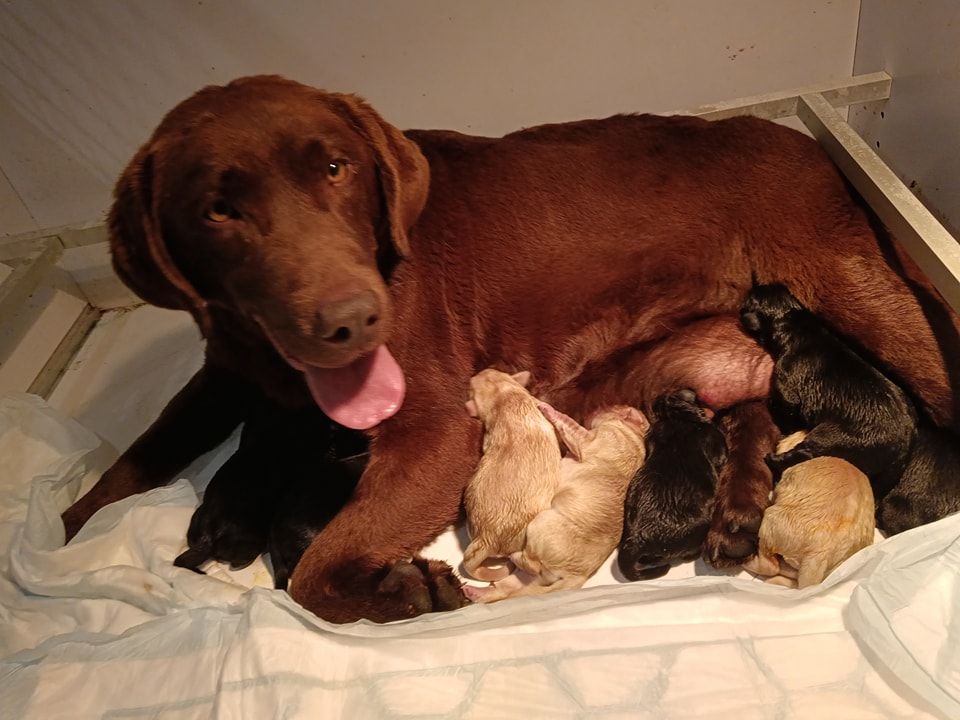 Chiot Labrador Retriever Du Kastell Dinn