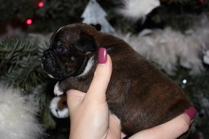 3 chiots sont nés du mariage de Bobby et khalee