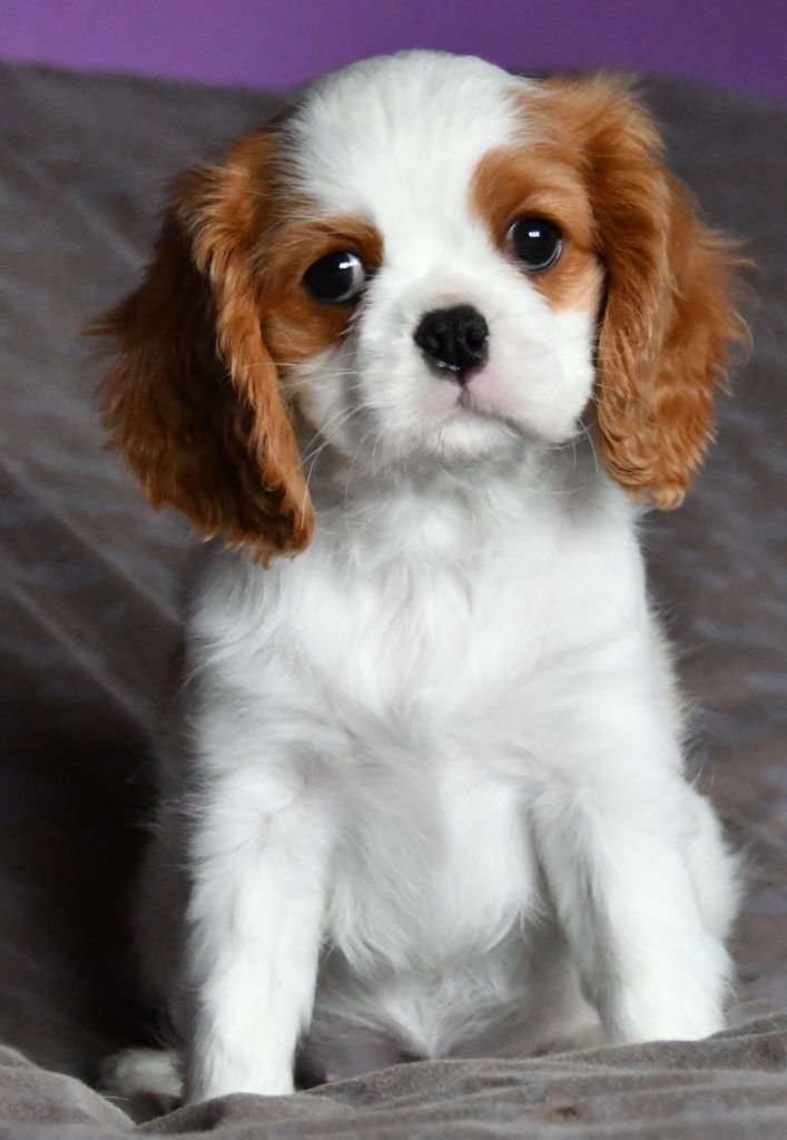 Du Domaine De L'estuaire - Cavalier King Charles Spaniel - Portée née le 10/10/2022