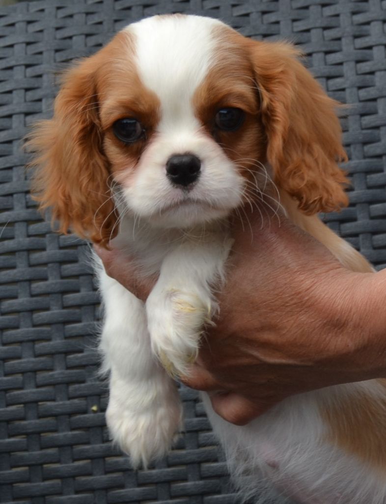 Du Domaine De L'estuaire - Cavalier King Charles Spaniel - Portée née le 08/03/2022