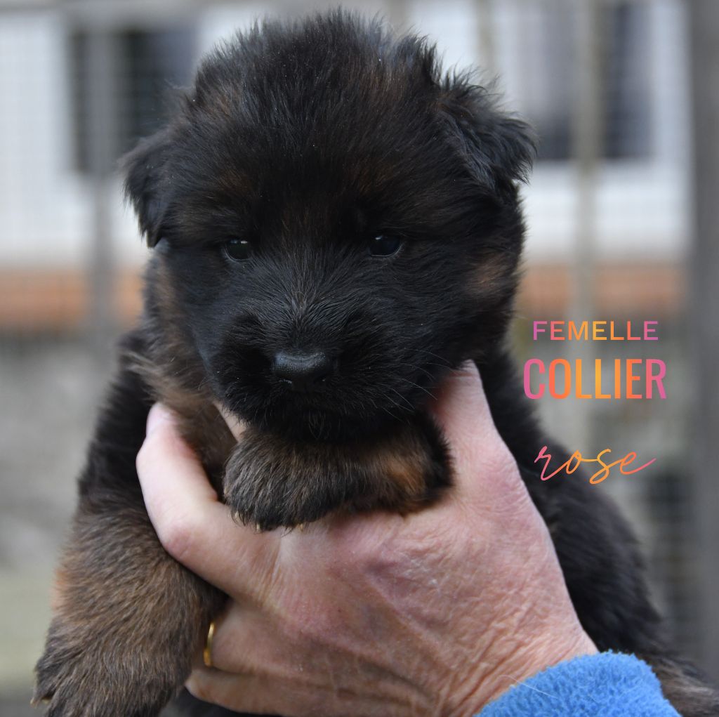 Du Domaine De L'estuaire - Chiots disponibles - Berger Allemand Poil Long