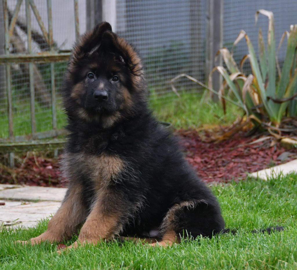 Du Domaine De L'estuaire - Chiots disponibles - Berger Allemand Poil Long