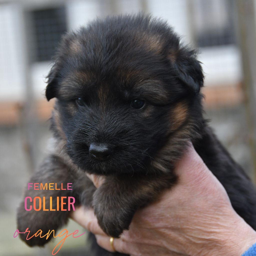 Du Domaine De L'estuaire - Chiots disponibles - Berger Allemand Poil Long