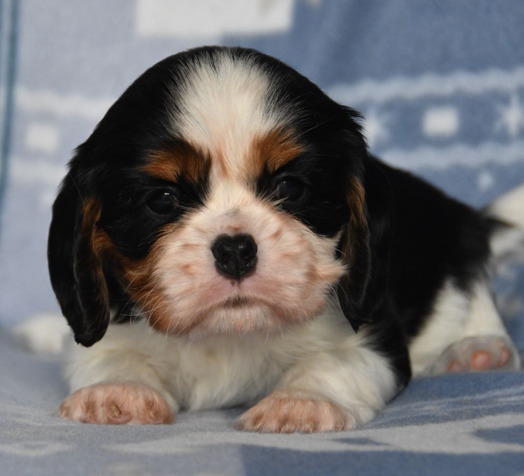 Du Domaine De L'estuaire - Cavalier King Charles Spaniel - Portée née le 18/11/2023