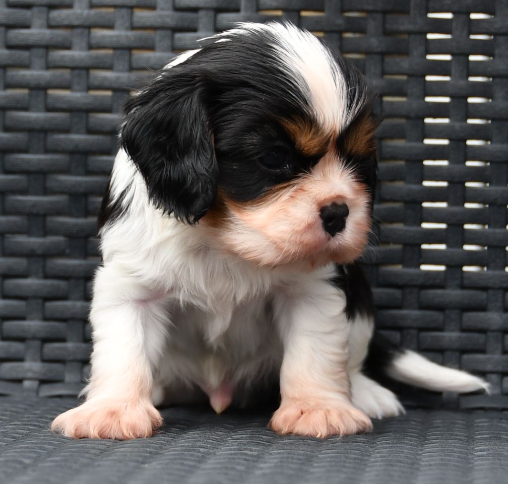 Du Domaine De L'estuaire - Cavalier King Charles Spaniel - Portée née le 05/07/2023