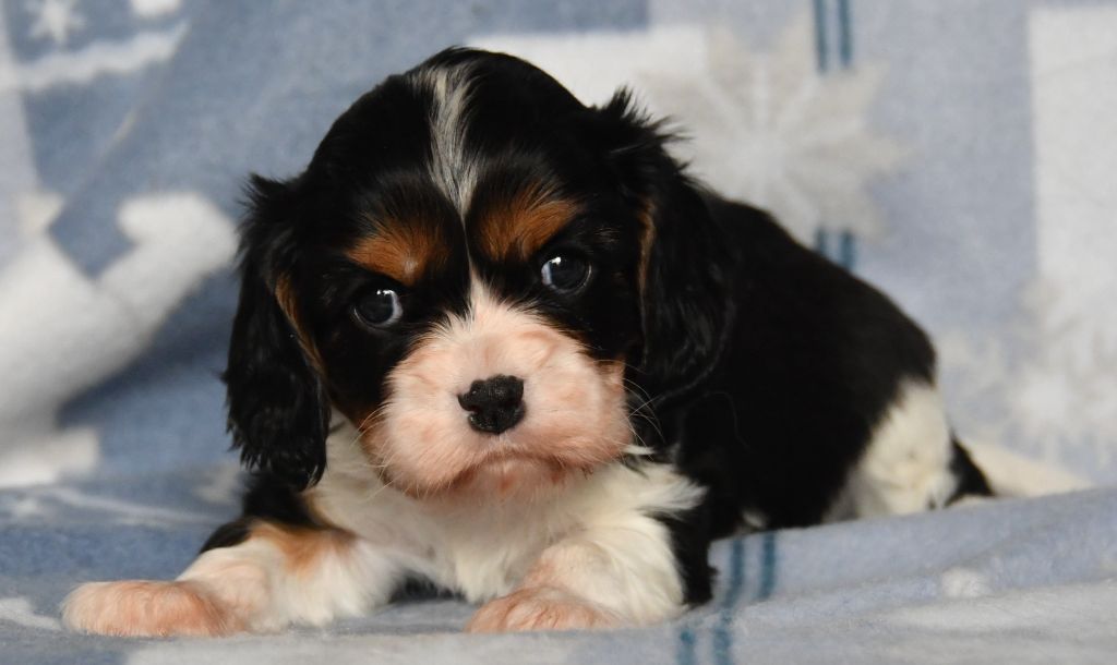 Du Domaine De L'estuaire - Cavalier King Charles Spaniel - Portée née le 04/12/2023