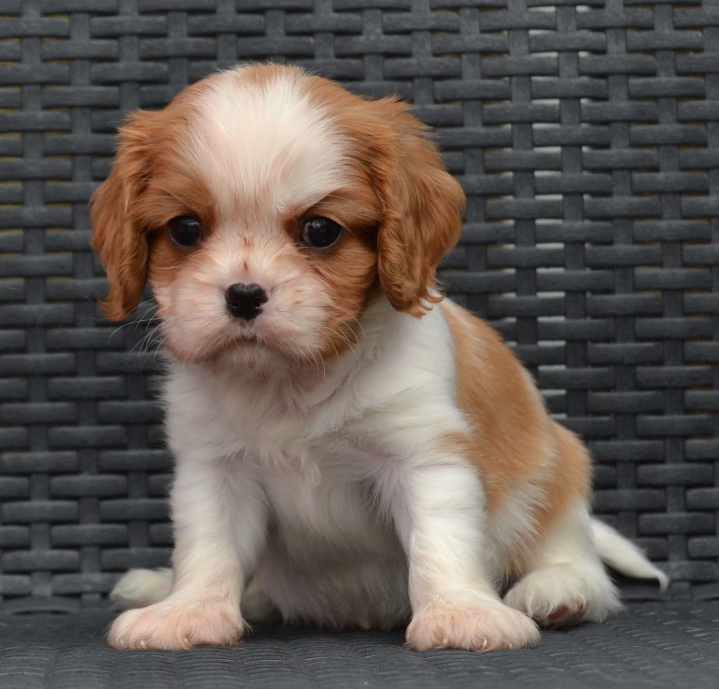 Du Domaine De L'estuaire - Cavalier King Charles Spaniel - Portée née le 15/05/2022