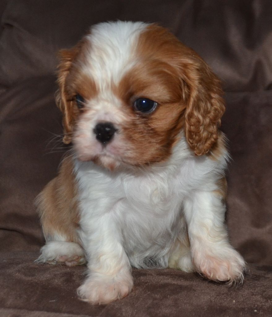 Du Domaine De L'estuaire - Cavalier King Charles Spaniel - Portée née le 18/12/2019