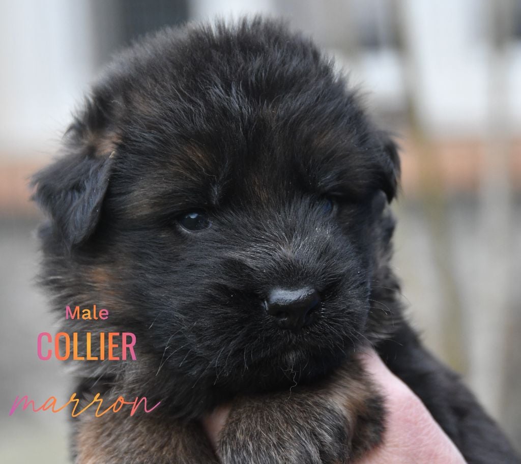 Du Domaine De L'estuaire - Chiots disponibles - Berger Allemand Poil Long