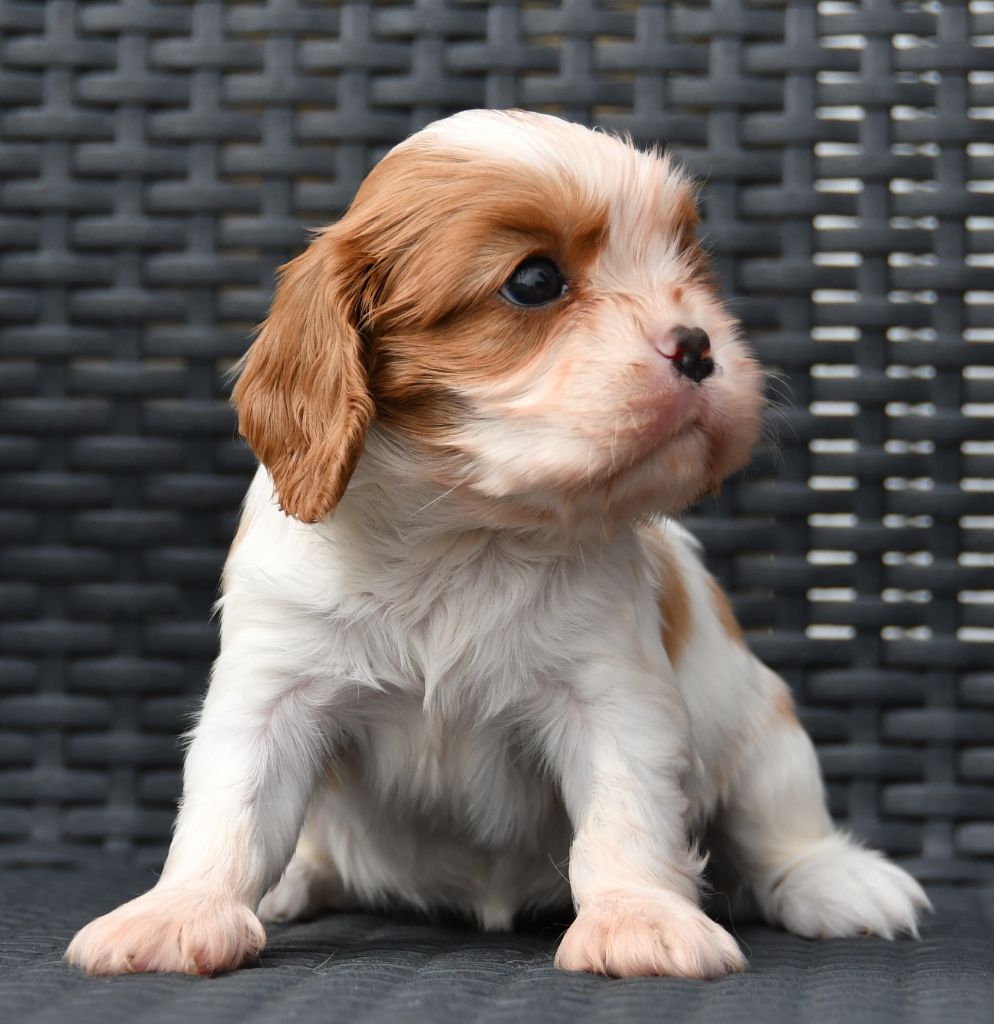 Du Domaine De L'estuaire - Chiots disponibles - Cavalier King Charles Spaniel