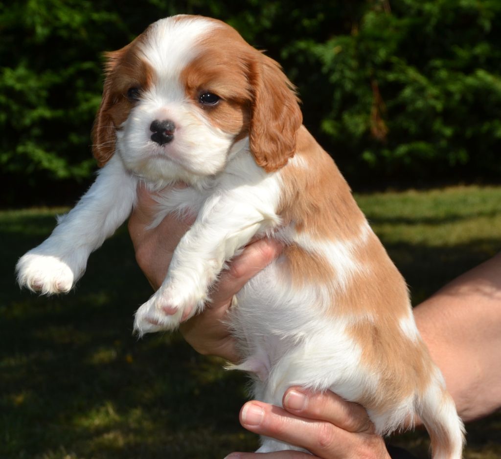 Du Domaine De L'estuaire - Cavalier King Charles Spaniel - Portée née le 07/08/2019