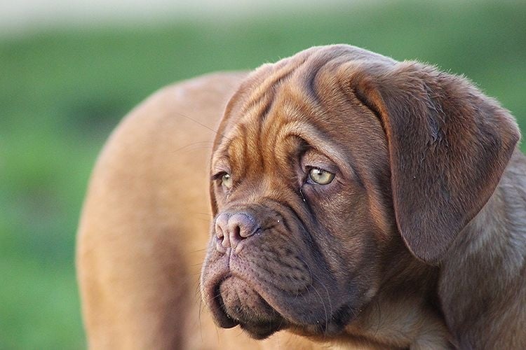 Des Terres Immortelles - Chiots disponibles - Dogue de Bordeaux