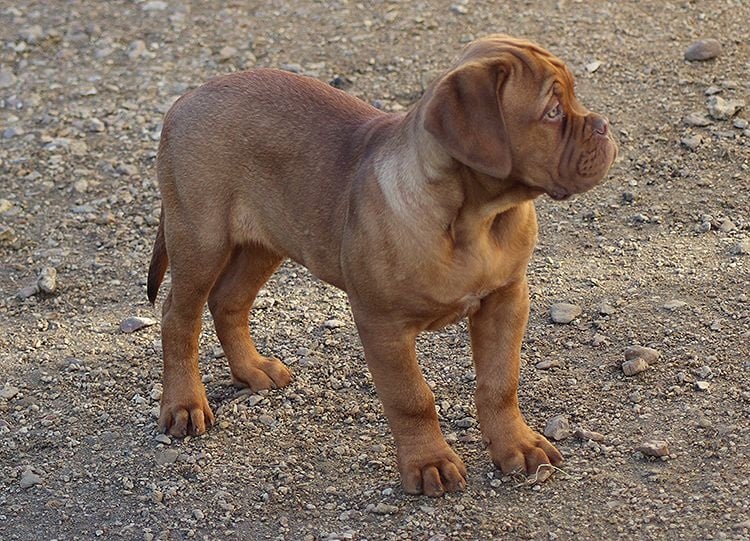 Des Terres Immortelles - Chiots disponibles - Dogue de Bordeaux