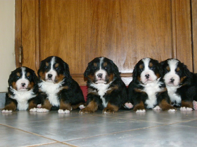 Chiot Bouvier Bernois Du Chateau De Labatie