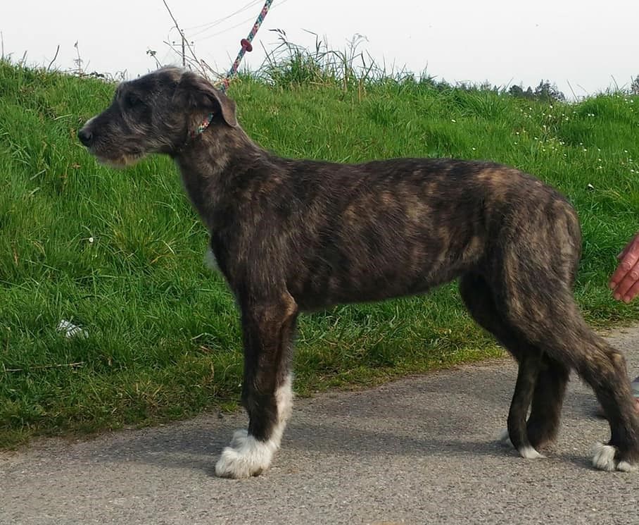 Ionmhain Norman - Chiots disponibles - Levrier Irlandais