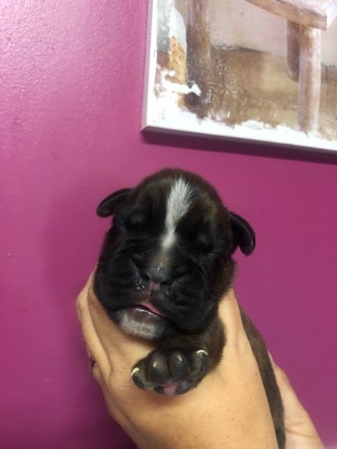 De La Riviere Esperance - Chiots disponibles - Boxer