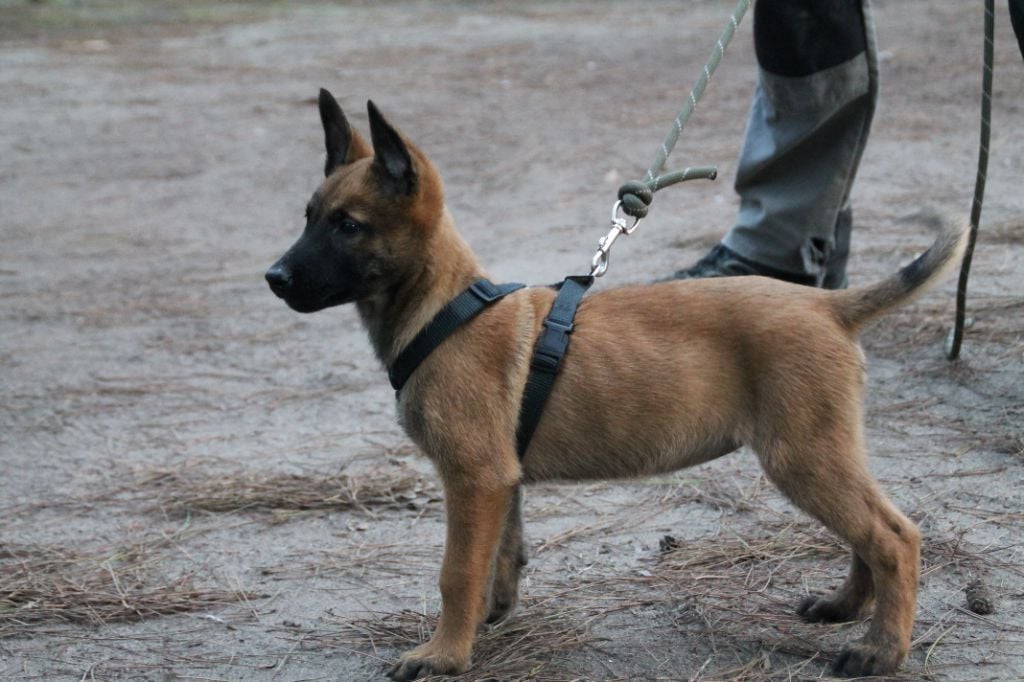 Chiot Berger Belge Du Domaine De Gazzo Padovano