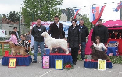 Am'easy Dream - Dog show in Serbia