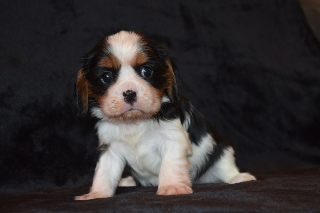 Du Millésime Champenois - Chiots disponibles - Cavalier King Charles Spaniel