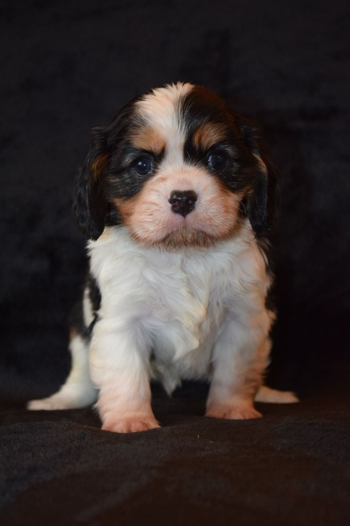 Du Millésime Champenois - Chiots disponibles - Cavalier King Charles Spaniel