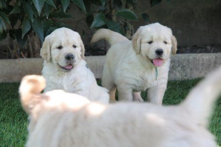 des chemins bleus du paradis - Golden Retriever - Portée née le 28/05/2014