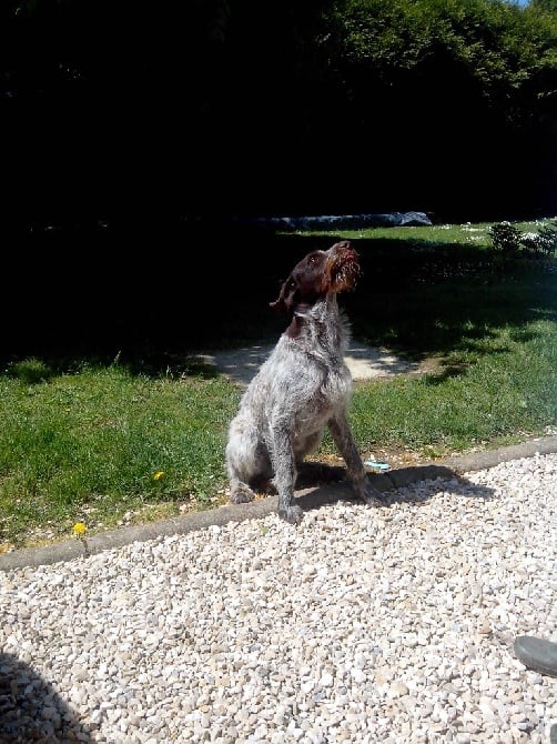 Du Hameau Dans Haut - Chiots 1 AN