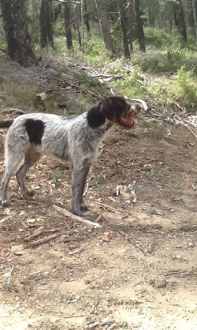 Du Hameau Dans Haut - Chiots 1 AN