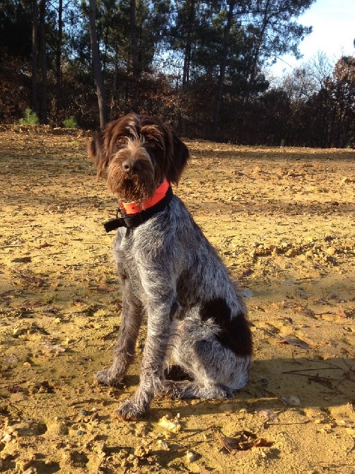 Du Hameau Dans Haut - Chiots 1 AN