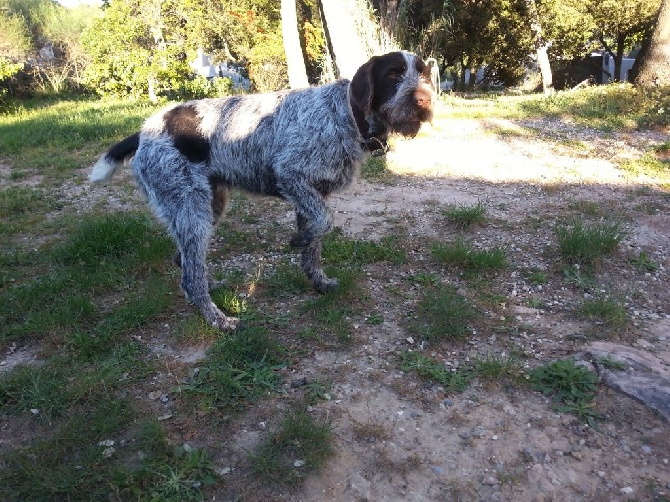 Du Hameau Dans Haut - Chiots 1 AN