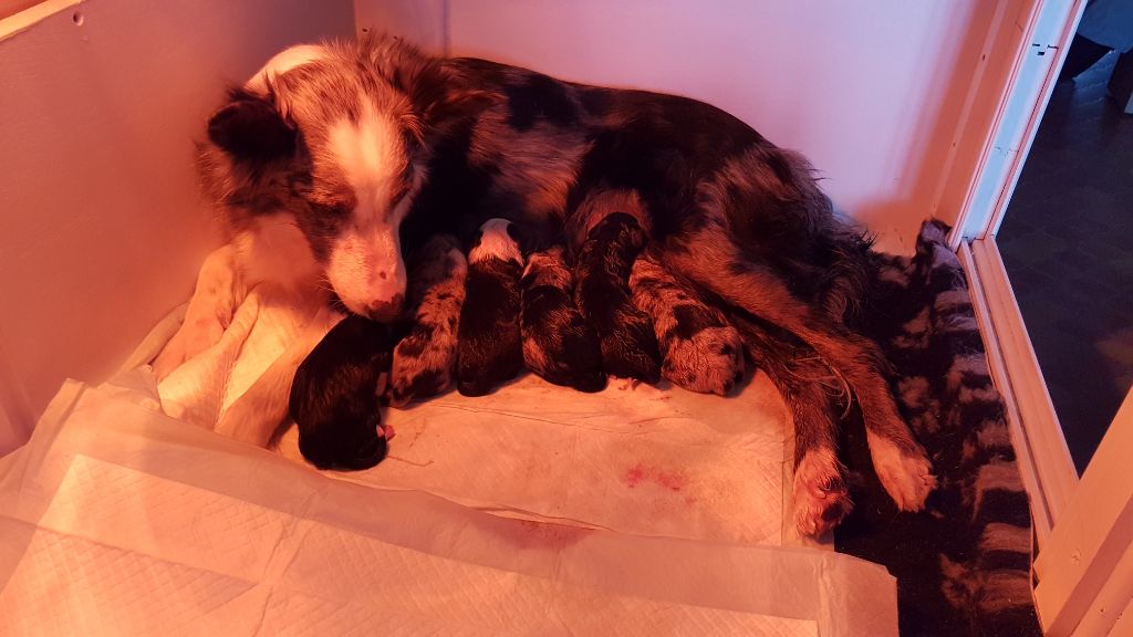 Chiot Border Collie De La Vallee Du Bord'Eure