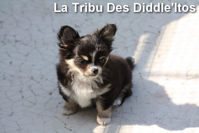 De La Tribu Des Diddle'itos - Chihuahua - Portée née le 30/04/2021