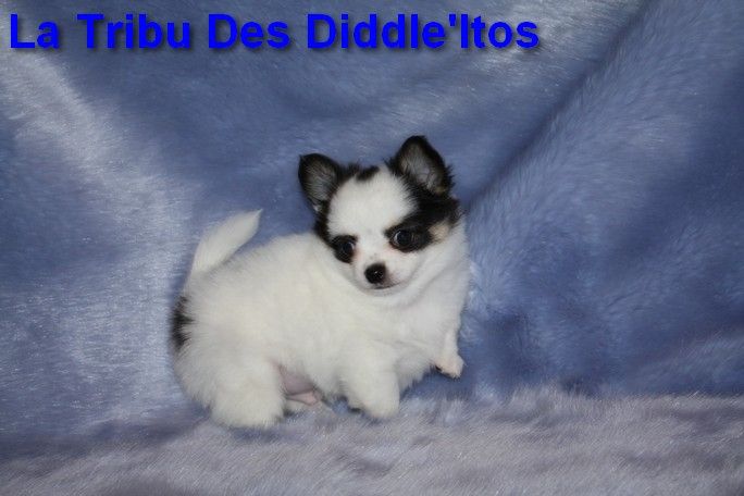 De La Tribu Des Diddle'itos - Chihuahua - Portée née le 03/10/2022